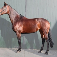 Zadine