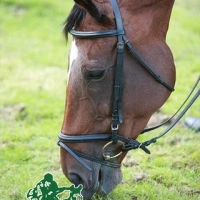 IMG_5388-BorderMaker.jpg